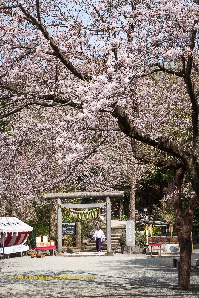 Sakura in spring