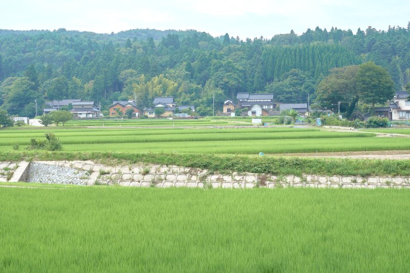 Scenic views of rice fields