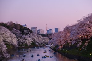 Japan's Cherry Blossom Projections for 2023