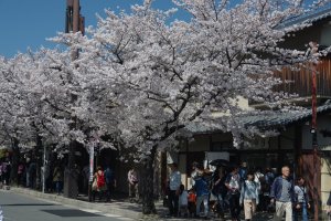 Japan's Cherry Blossom Projections for 2023