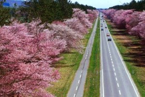 Japan's Cherry Blossom Forecast for 2023