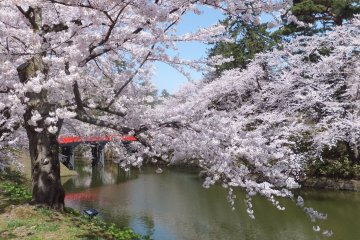 Fluffy blossoms at Aomori's Hirosaki Castle Park
