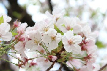 A sakura close-up at Nishi Park