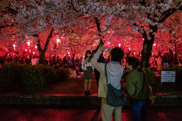 Sakura by night at Tsuruma Park, Nagoya