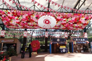 Izu Oshima Camellia Festival