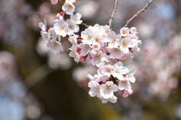 Tainai Sakura Festival