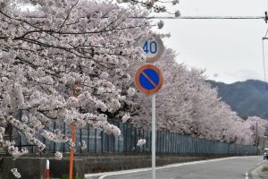 Tainai City in Niigata wants to put itself on the map as a springtime sakura destination.