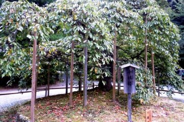 <p>Mature Trees at&nbsp;Oharano Shrine in the hills behind Kyoto</p>