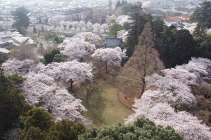 Shimizu Park Sakura Festival