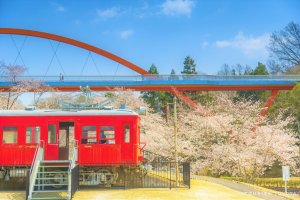 Sakura Spots in Toyota City