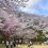 Mt. Konpira &amp; Setogawa Cherry Blossom Festival 2025