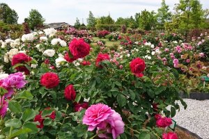 The rose garden of Kakyu-no-sato (Kawasoto site)