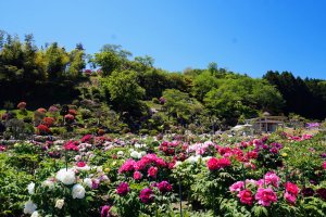 The shrine grounds are home to a dedicated peony garden with around 1000 peonies in 100 varieties to enjoy