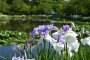 Iris and Water Lily Festival