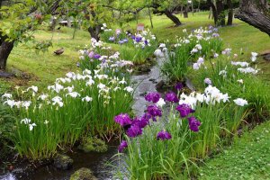 Iris and Water Lily Festival