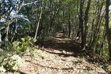 Ridge-line trail amoungst  the native birch trees