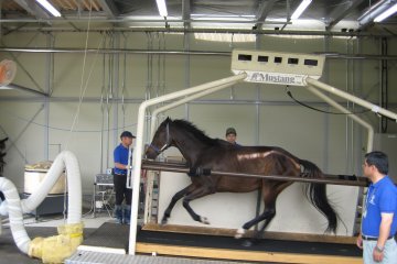 <p>Race horse tread mill as seen on JRA facilities tour.</p>