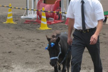 <p>Not only race horses. In the land of miniature and cute, a horse festival wouldn&#39;t be complete without miniature ponies.</p>