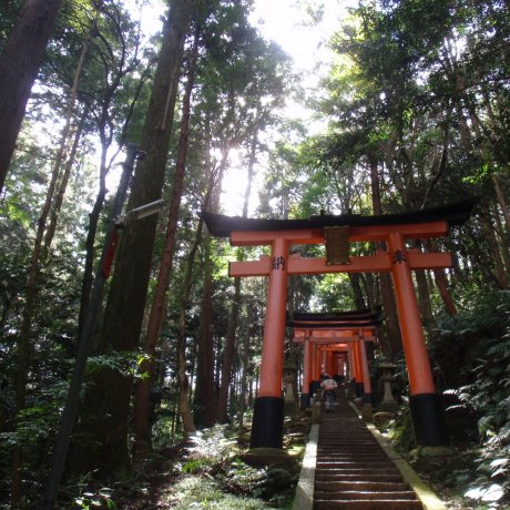 Wandering around Fushimi Inari 