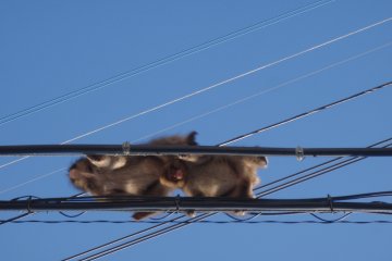 Monkeys use power lines as bridges