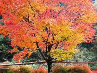 A tree turns colors deep in the mountains of Gokanosho
