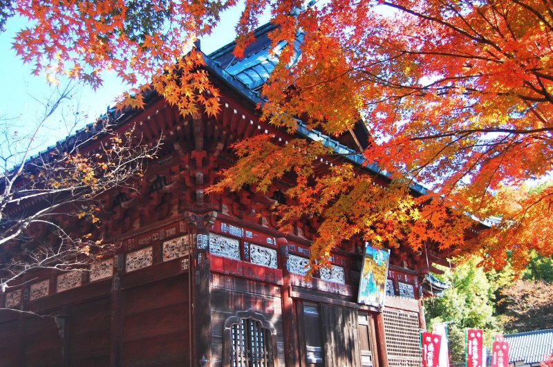Autumn foliage covers Shimabuji Temple