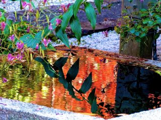 Red leaves reflecting in the water basin