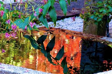 <p>Red leaves reflecting in the water basin</p>