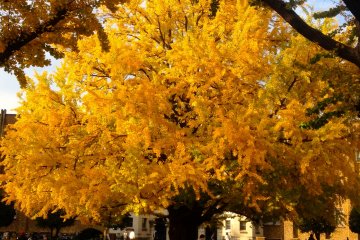 <p>One of the biggest trees on campus, between the Law and the Engineering faculty buildings. There are some park benches to sit on, and a Starbucks nearby if you would like to just sit and bask in the majestic golden bloom of this beautiful tree.</p>