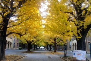 The gingko trees as of late November, with the leaves turned but not yet falling.