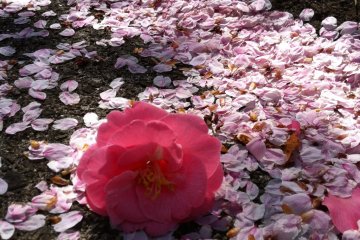 Cherry blossom and camellia