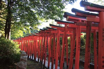 <p>Going through the torii tunnel is a highlight of visiting the&nbsp;Nezu&nbsp;Jinja!</p>