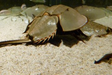 Japanese &quot;Kabutogani&quot; Horseshoe Crab