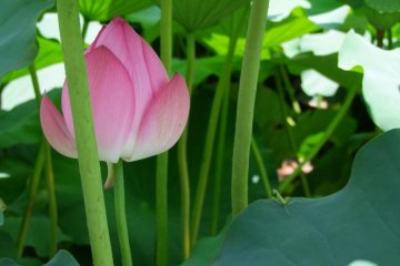 Lotus are sometimes very shy, so I sometimes like to get down low—below the level of the flowers—to see what I can find hiding beneath that huge canopy of green leaves.