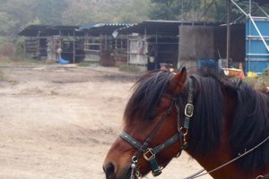 Kiso Horse Ranch