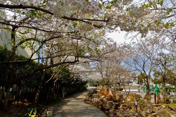 <p>ทางเดินในสวนมิที่เต็มไปด้วยต้นซากุระในเดือนเมษายน</p>