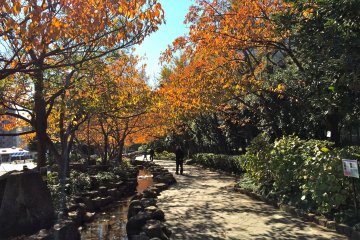 <p>Mikasa Park&#39;s Cherry Blossom path in November</p>