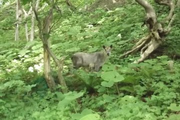 <p>I met this chap on one of the trails in the woods</p>
