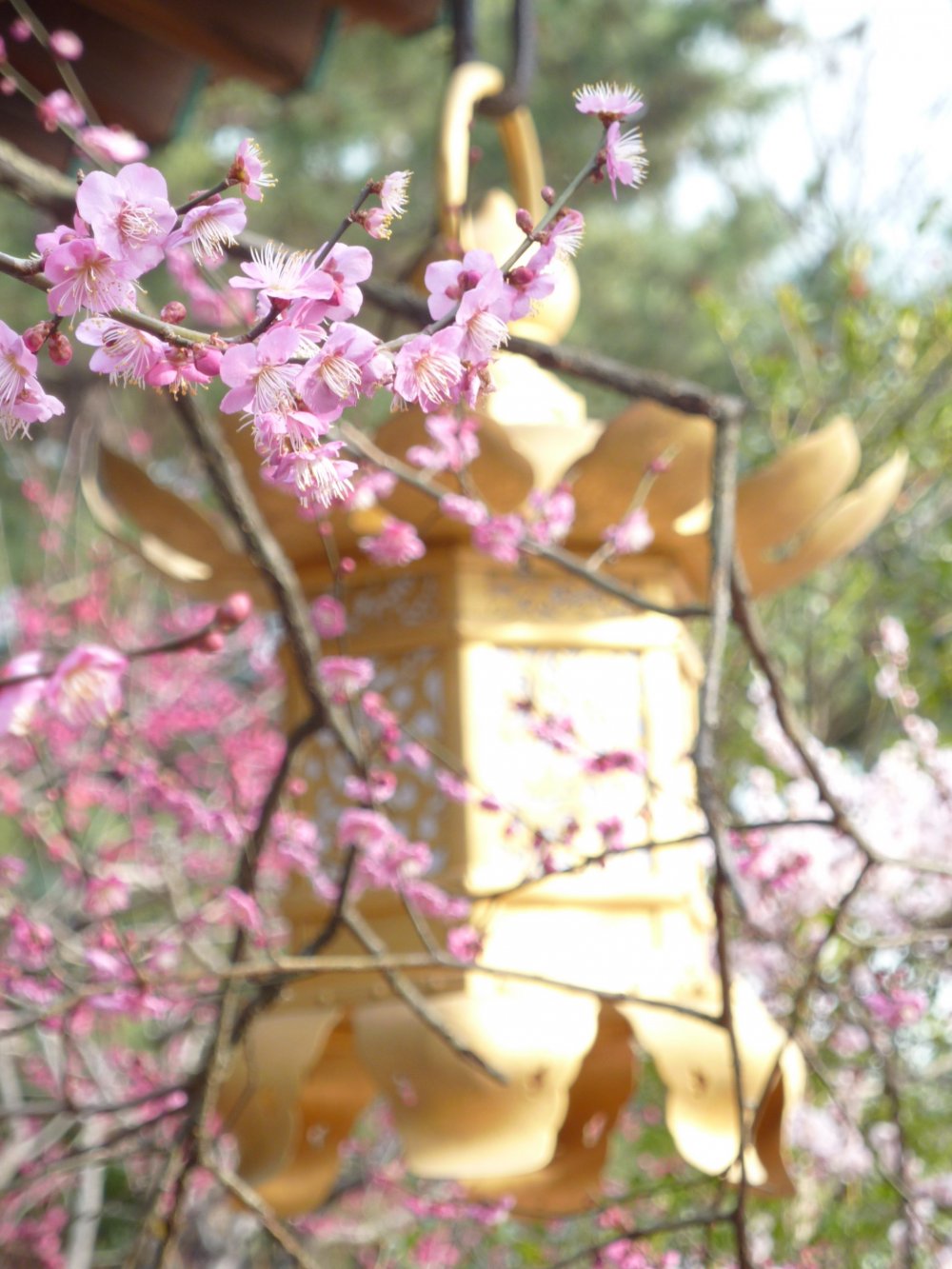 Plum blossoms have been celebrated in Japanese poetry since the 8th century