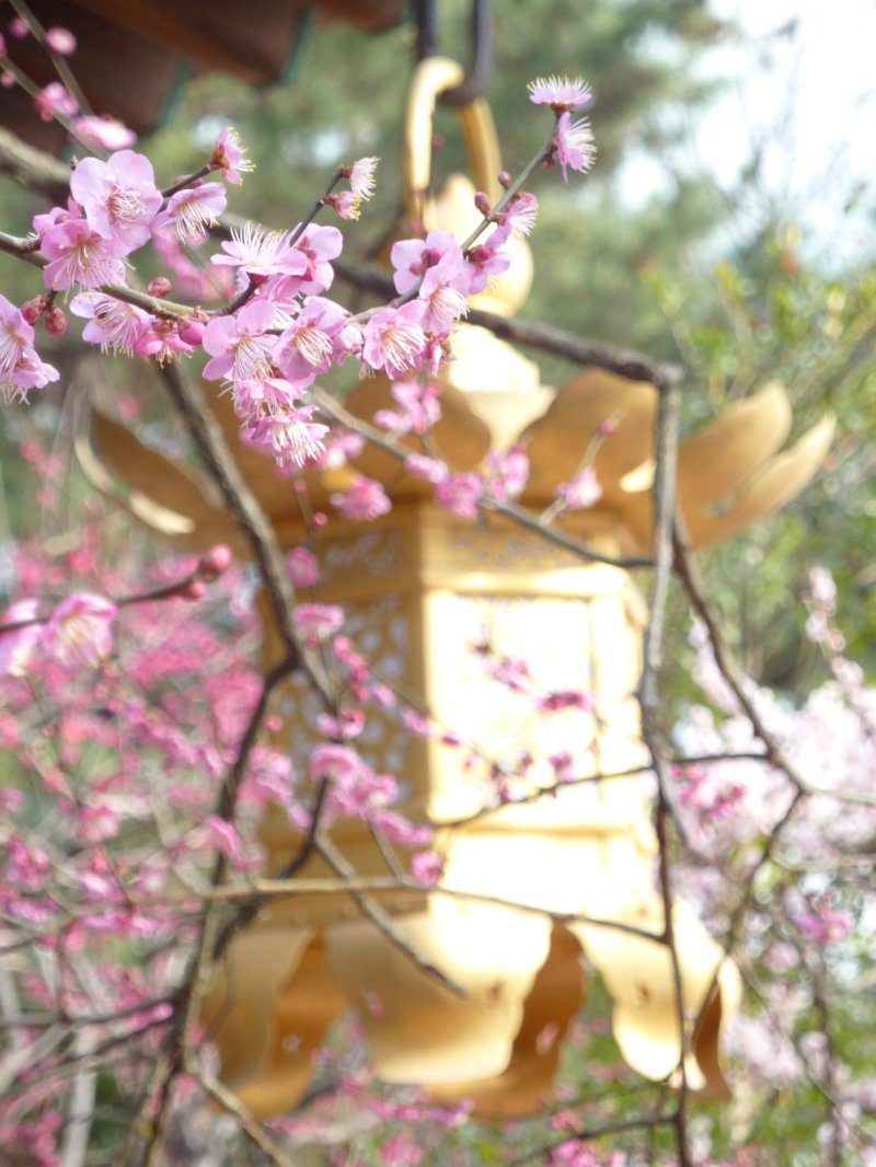 <p>Plum blossoms have been celebrated in Japanese poetry since the 8th century</p>