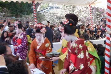 인근 게이샤 지역의 게이코와 마이코가 차와 일본 과자를 우아하게 대접한다