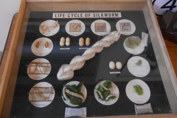 <p>The process from the silkworm&nbsp;to the cocoon and finally the raw silk is explained here.</p>