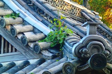 <p>A small plant clings to some roofing tiles.</p>