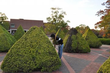 <p>Live topiary sculpture</p>