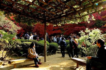 <p>Wisteria trellis with comfortable benches</p>