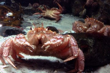 <p>A king among crabs takes center stage for a picture opportunity, His unfortunate victims remain in disarray in the background. These crabs are one of 4000 species of animals and plants represented at the Marinepia Matsushima Aquarium</p>