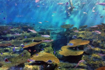<p>This was the biggest tank at the aquarium which featured an abundance of different species living together</p>