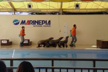<p>The sea lion show is very popular. Its laughs and applause can be heard throughout the plaza.</p>