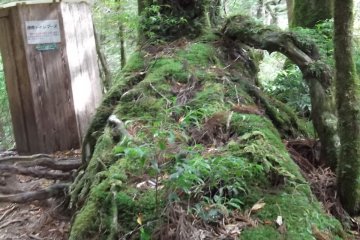 <p>Fall down and the moss will have you</p>