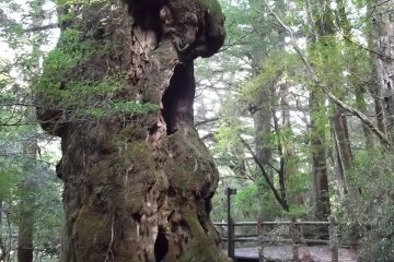 <p>Another of the landmark ancient trees, possibly the Buddhasugi</p>